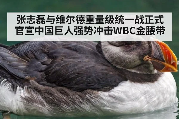 张志磊与维尔德重量级统一战正式官宣中国巨人强势冲击WBC金腰带